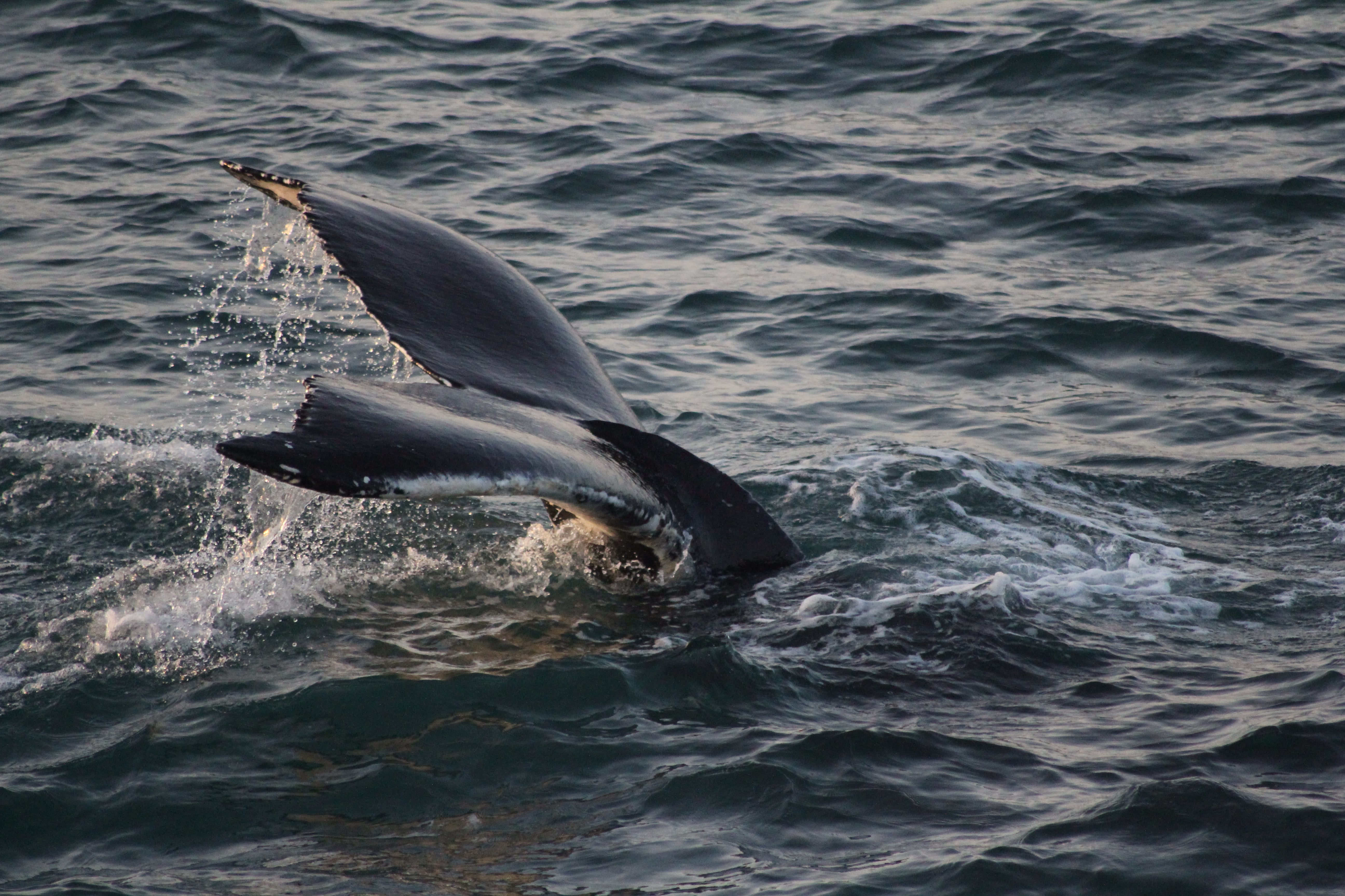 Whale emerging from the ocean during a whale watching adventure in Iceland.
