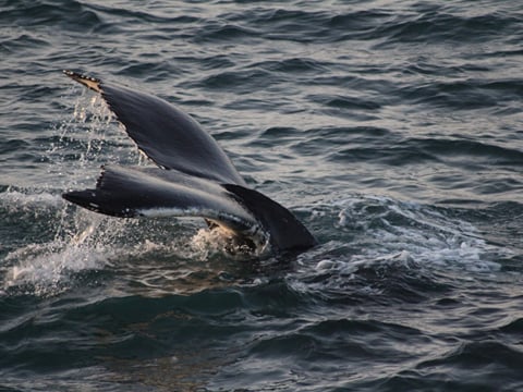 Whale emerging from the ocean during a whale watching adventure in Iceland.