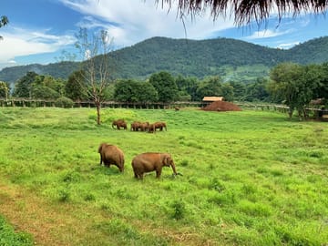 Chiang Mai:Ethical Elephant Observation Nature Park Visit