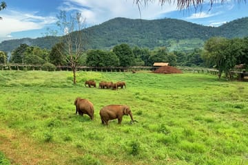 Chiang Mai:Ethical Elephant Observation Nature Park Visit
