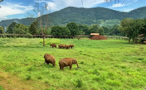 Chiang Mai:Ethical Elephant Observation Nature Park Visit