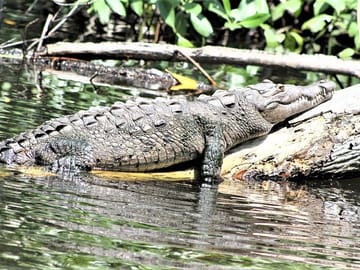 Wildlife - Black River Safari