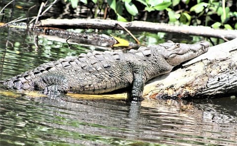 Private YS Falls and Black River Safari from Montego Bay