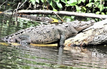 Private YS Falls and Black River Safari from Montego Bay