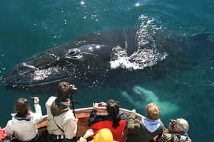 Classic Whale Watching from Dalvík