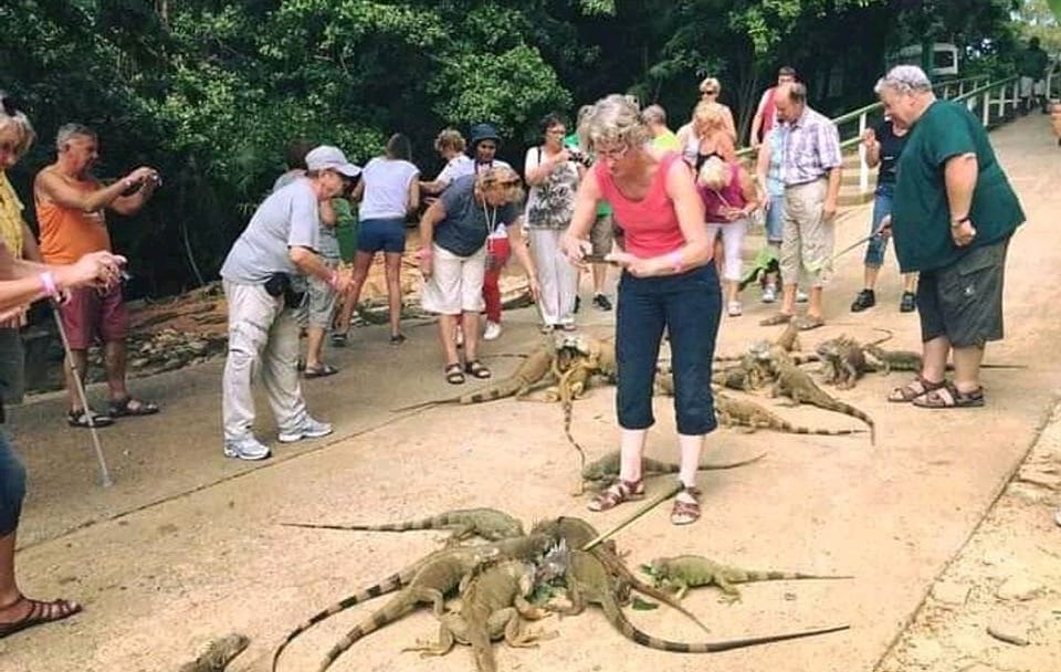 Roatan Wild side Monkyes and sloth hangout iguana and Snorkeling