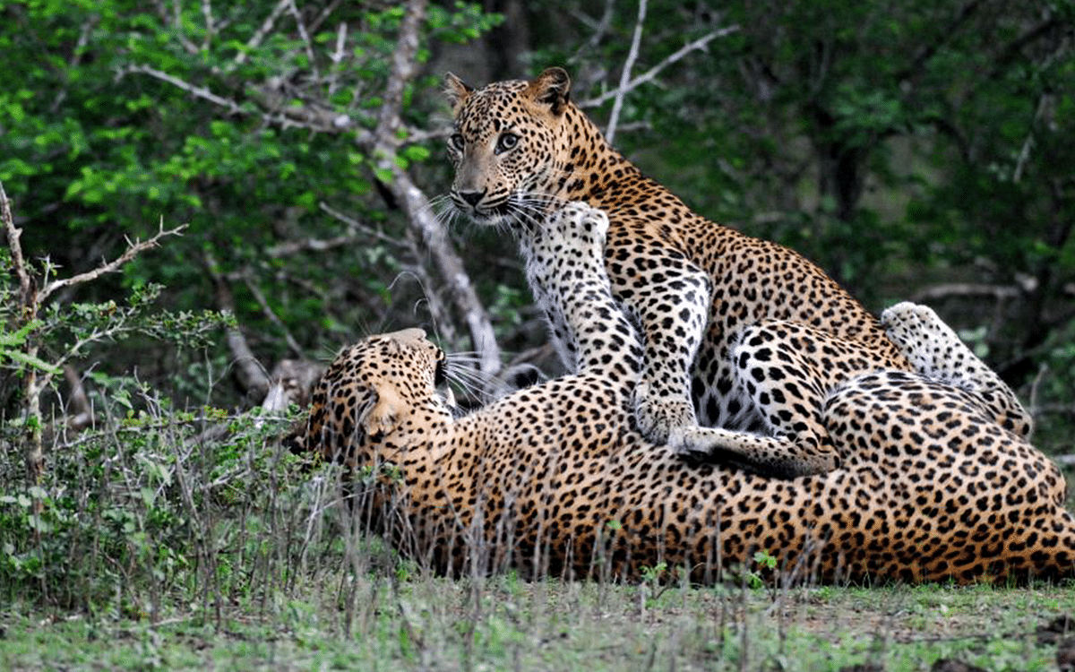 WILD XP SRI LANKA