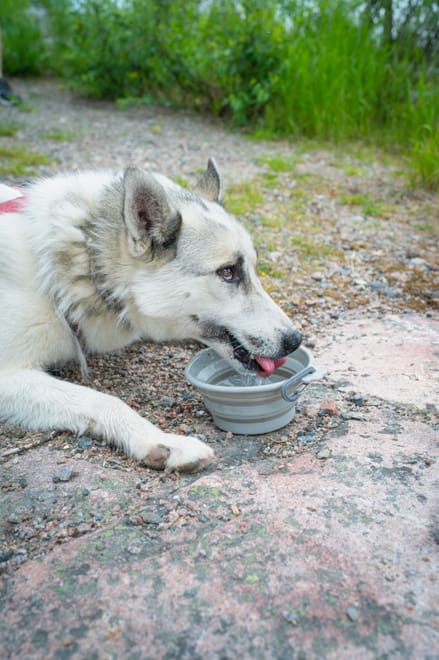 Midnight Sun Husky hiking, Husky Park, Siberian Husky, Rovaniemi Lapland