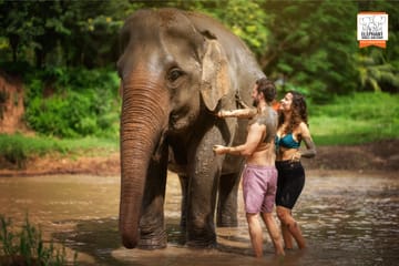Elephant Sanctuary Half-Day Tour near Chiang Mai