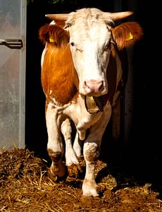 Arzana: visit to a farm with tasting