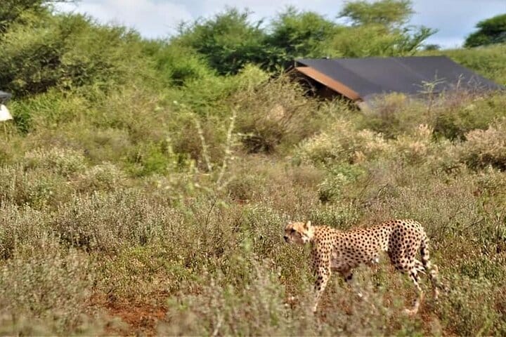 8-Day Kenya Group Joining Safari 7