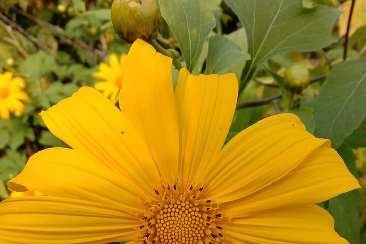 Chiang mai Suthep National Park Leisure Hiking & Mountain Biking