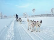 Husky Wild Running 1
