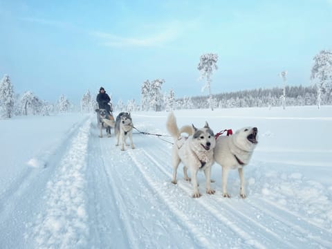 Husky Wild Running