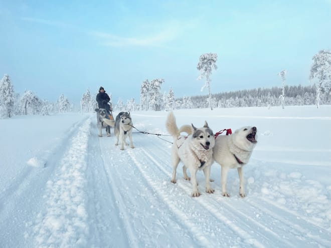 Husky Wild Running
