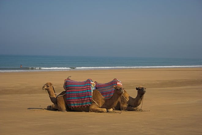 Camel Ride Tour in Marrakech 6