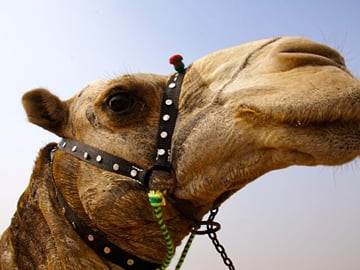 Full day tour Giza Pyramids Sphinx &Lunch and Shopping tour