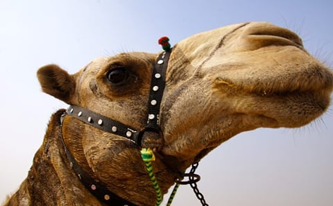 Full day tour Giza Pyramids Sphinx &Lunch and Shopping tour