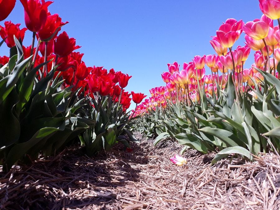 Low-angle view between rows of red tulips on the left and pink tulips on the right, with green leaves and a clear blue sky above.