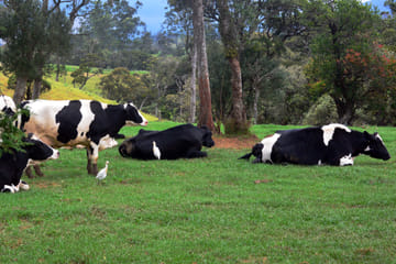 Nuwara Eliya and Ambewela Farm Nature Tour from Colombo