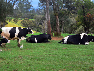 Nuwara Eliya and Ambewela Farm Nature Tour from Colombo