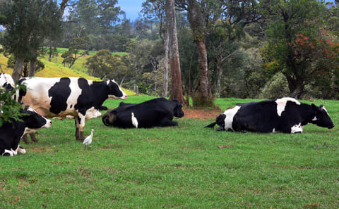 Nuwara Eliya and Ambewela Farm Nature Tour from Colombo