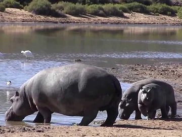 Private Big 5 Safari Experience from Cape Town with Lunch