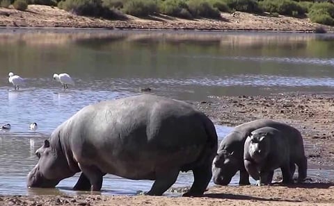 Private Big 5 Safari Experience from Cape Town with Lunch