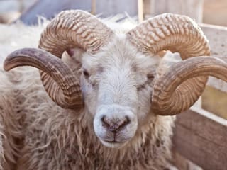 Icelandic Wool Yarn Factory Tour, photo 19