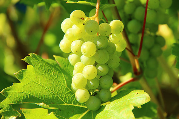 Franschhoek wine tram & Boschendal wine farm experience. From Cape Town. Guided