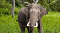  From Negombo: Wilpattu National Park Safari 4