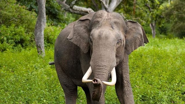  From Negombo: Wilpattu National Park Safari