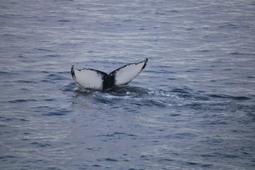 Whale Watching Adventure in Reykjavík, Iceland