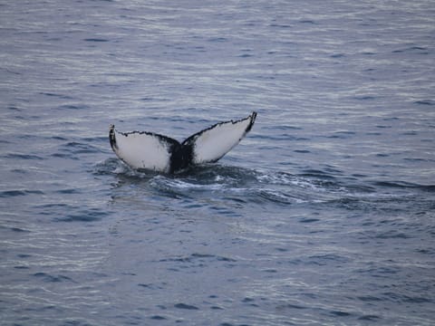 Whale tail disappearing beneath the ocean surface in Iceland