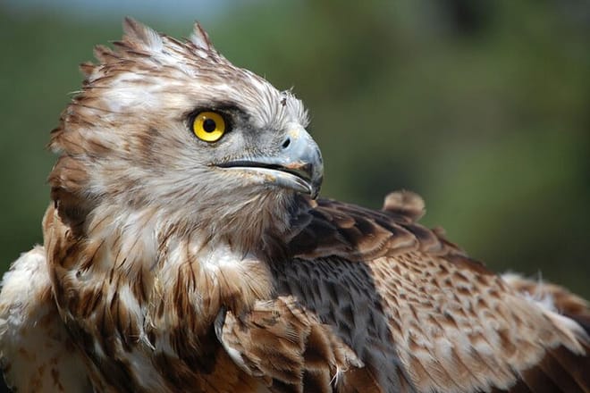 "Deer of the Atlas: Tazekka Natural Park & Ifrane Eco Tour | Private & Luxury 2