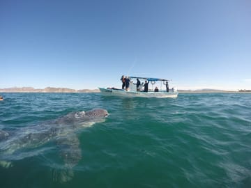 Swim with Turtles in Máncora: An Interactive Adventure