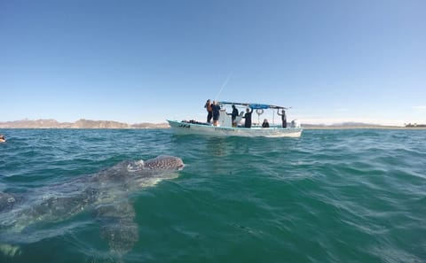 Swim with Turtles in Máncora: An Interactive Adventure