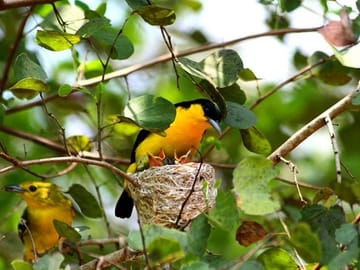 Bird Watching Tour in Galle, Habarana, and Katunayake