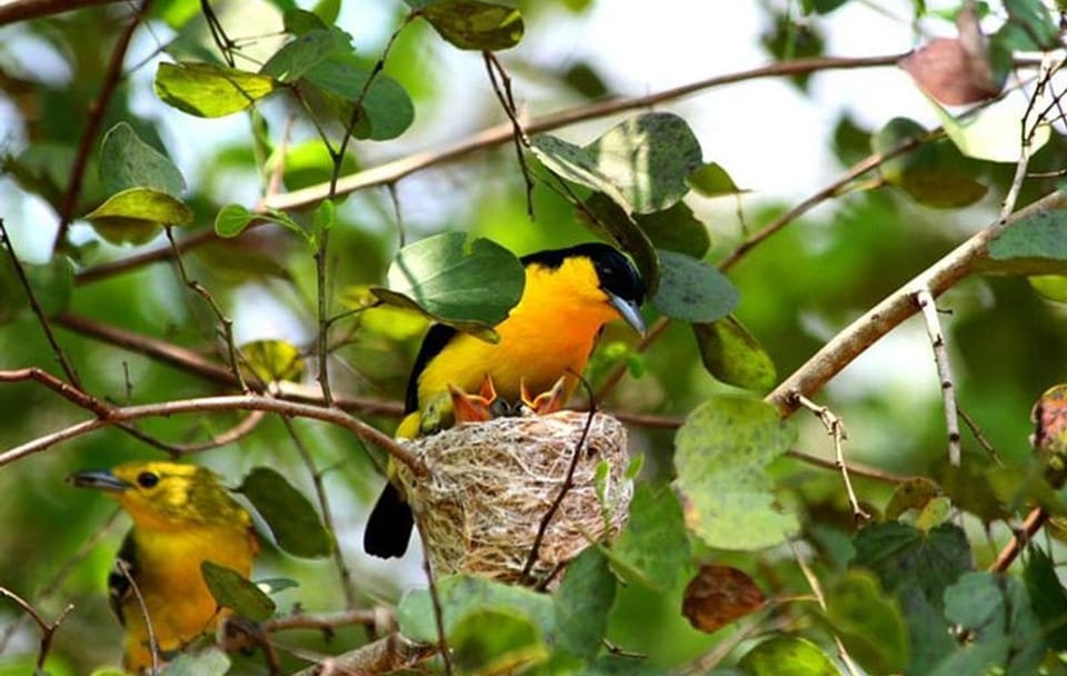 Bird Watching Sri Lanka