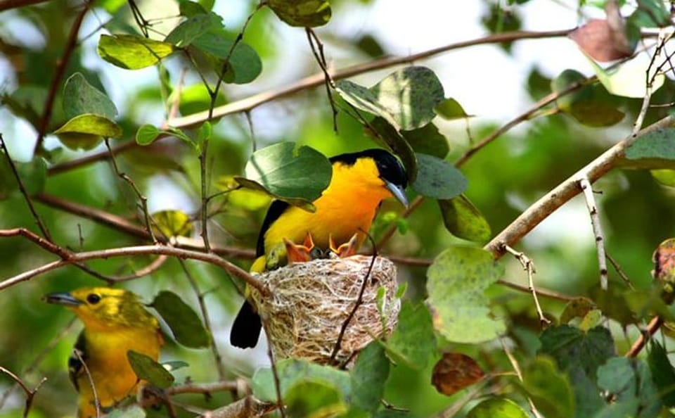 Bird Watching Tour in Galle, Habarana, and Katunayake