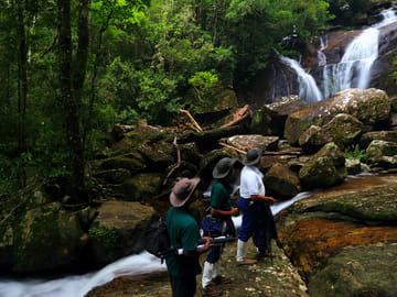 Sinharaja Rainforest Trekking Day Tour from Colombo