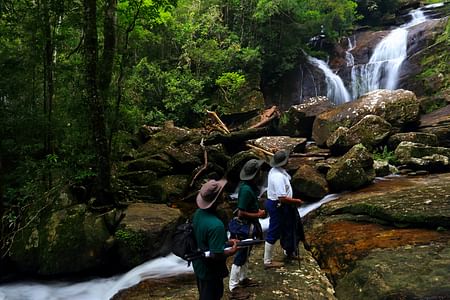 Sinharaja Rainforest Trekking Tour: Discover Sri Lanka’s Biodiversity