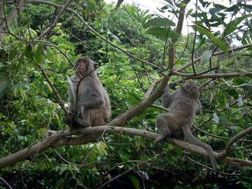 primates in the Cuc Phuong Park