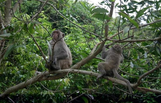 Hanoi – Cuc Phuong National Park 1 day with lunch