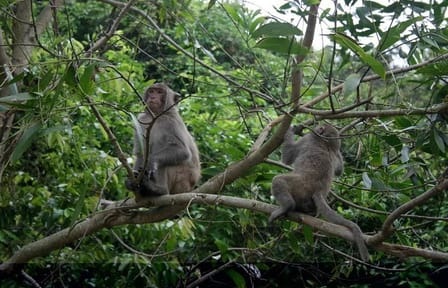 Full-Day Tour of Cuc Phuong National Park from Hanoi