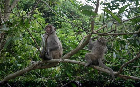 Full-Day Tour of Cuc Phuong National Park from Hanoi