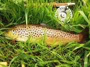 Wild brown trout river fishing on Connemara fishery. Galway. Private guided. French/Eng, 4