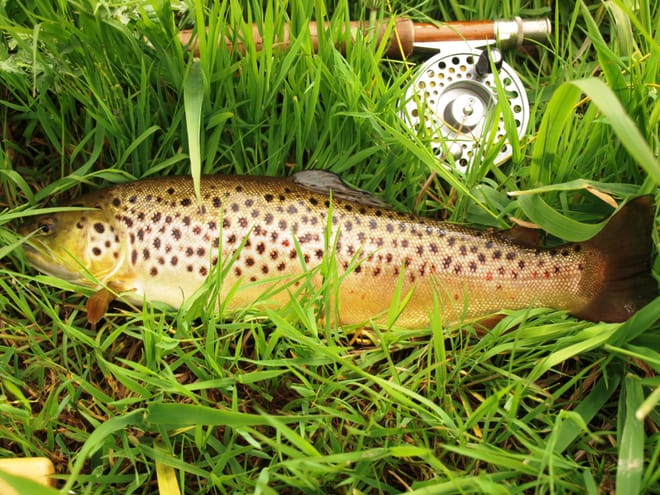Wild brown trout river fishing on Connemara fishery. Galway. Private guided. French/Eng, photo 4