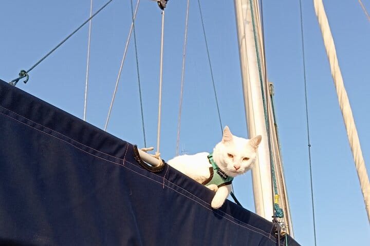 Cat on board a sailing boat near Ortigia, Sicily