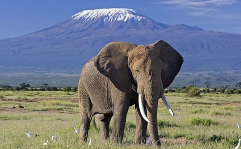 Guided Day Tour of Arusha National Park from Arusha